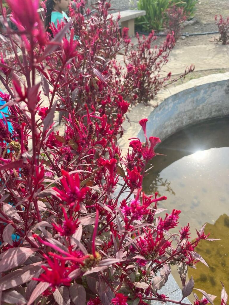 Very beautiful, but can’t seem to find them