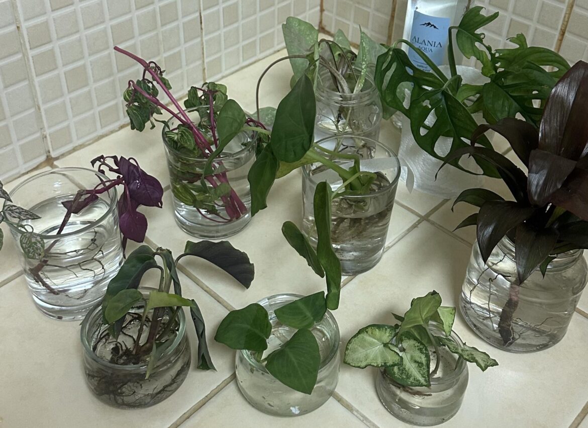 haul from Bali