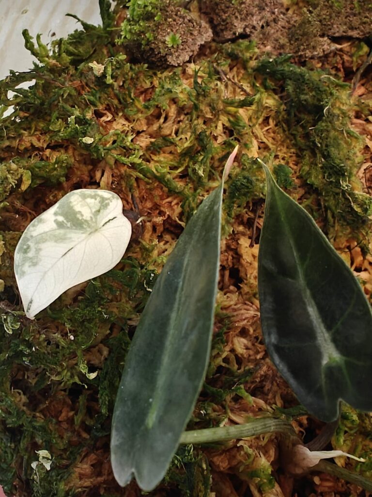 Months ago I built a small terrarium and used some polly corms from a non var plant.