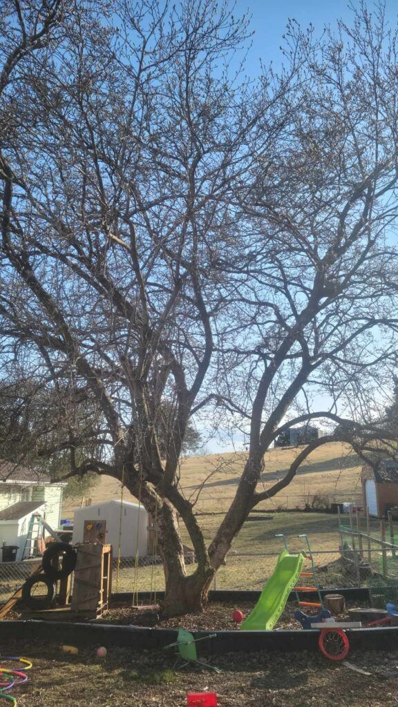 Can I do anything to help this magnolia? I've tried nothing and I'm all out of ideas