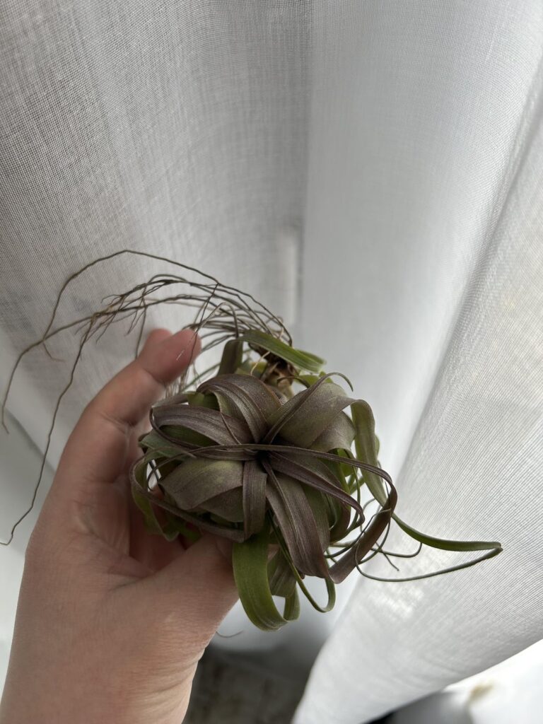 What is the variety ?