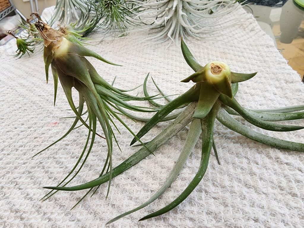 Dehydration or rot? Dehydration or rot?