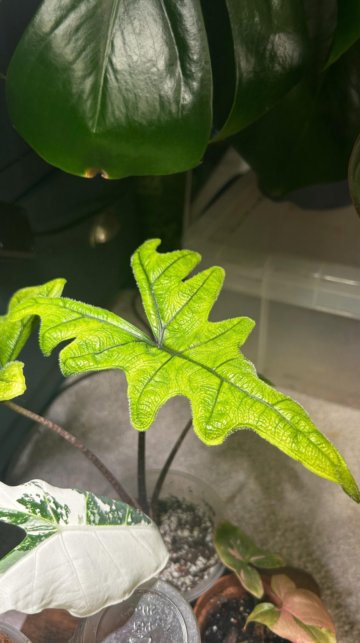 New leaf!