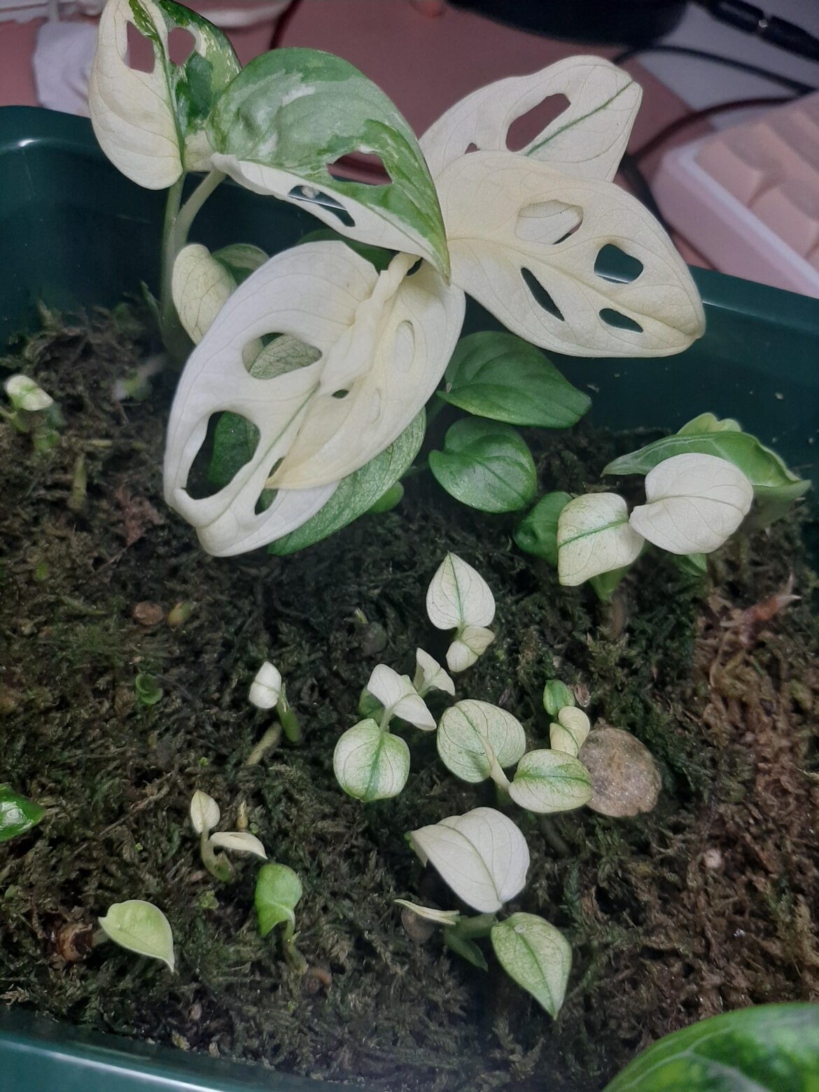 Tons of tiny baby ghost wet sticks! (Still a bunch yet to grow)