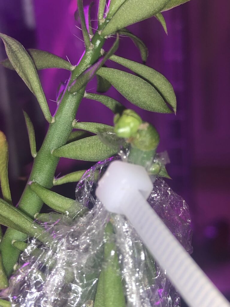 Possible chimera?