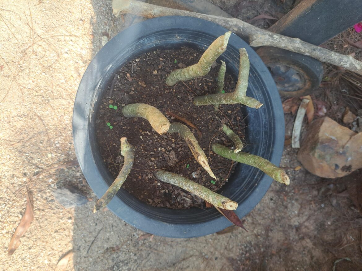 Thai what could be growing here