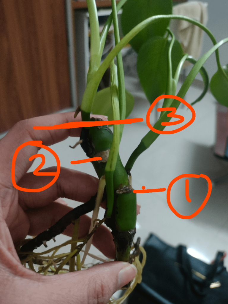 Can I cut the baby Monstera at these points for a prop?