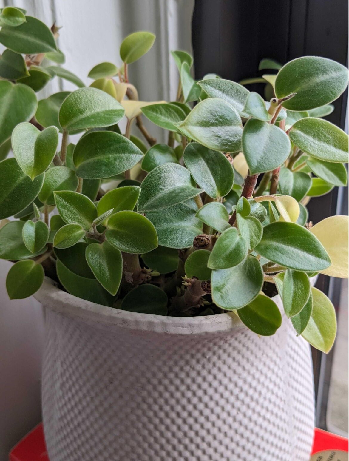 Coworker quit and gave me his office plant. What is it?
