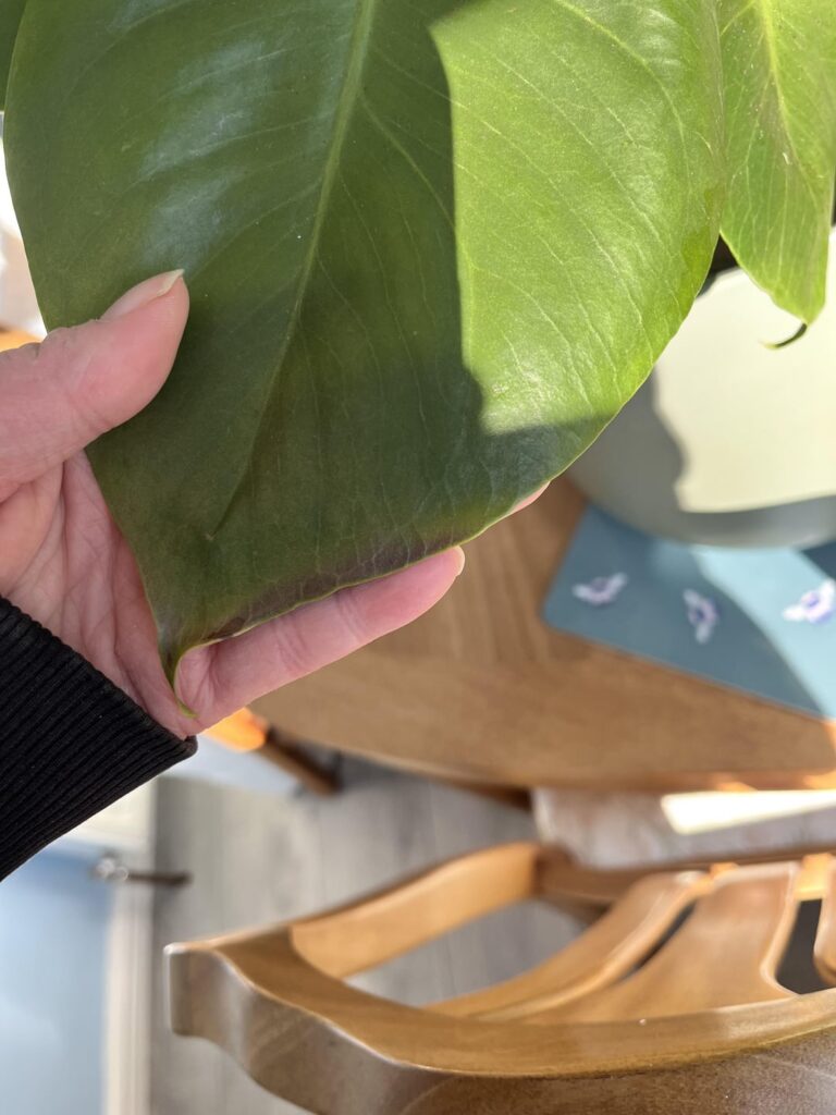 Brown edges on my monstera Brown edges on my monstera