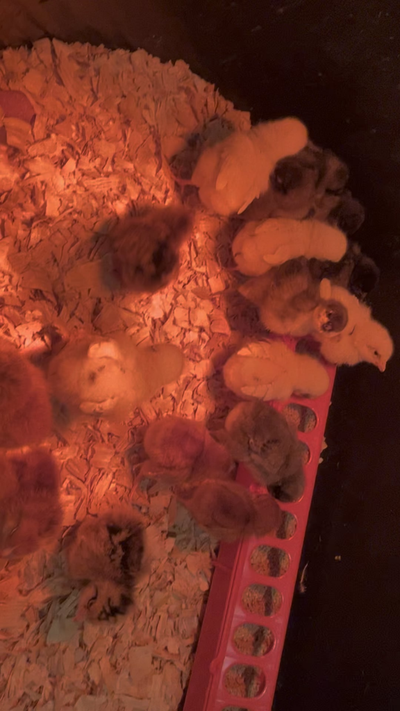 Baby Chicks; a rant. Baby Chicks; a rant.