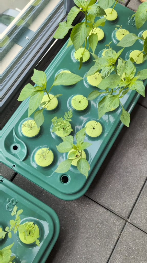 My hydroponic chillies coming along