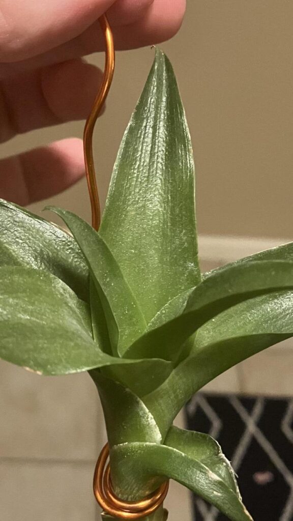 Am I giving this Catopsis too much light. First pic is when I got it and second pic is now. The center seems almost yellowish(and no that’s not real copper)