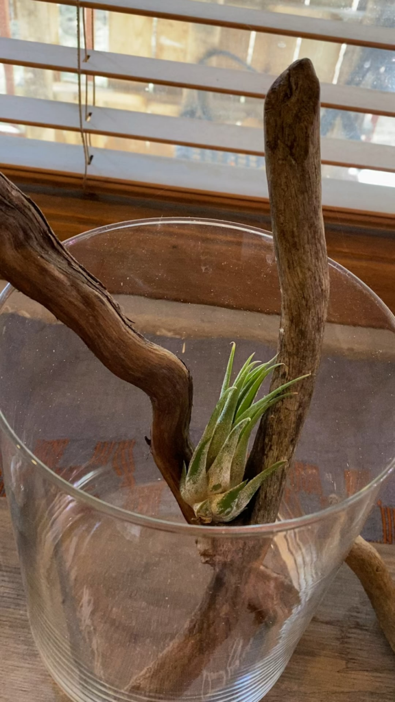 Some of my other “babies”😆