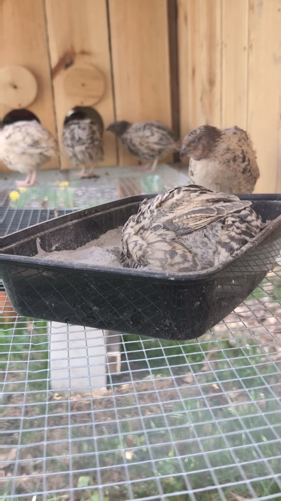 First time having quail.