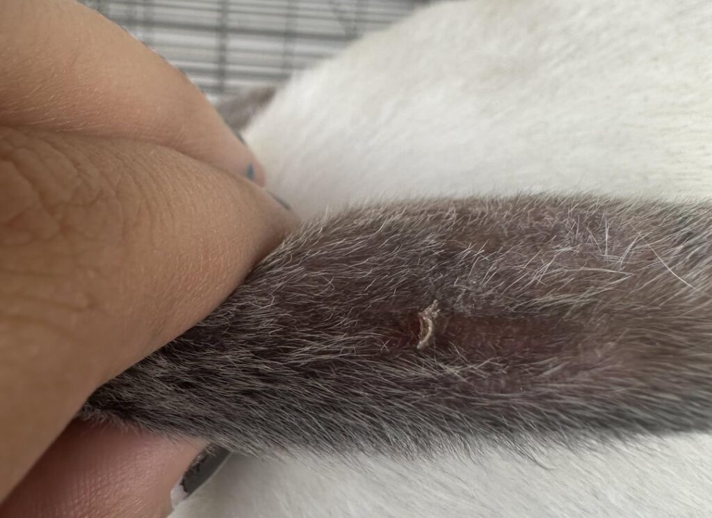 Rabbits ear is dry? Rabbits ear is dry?