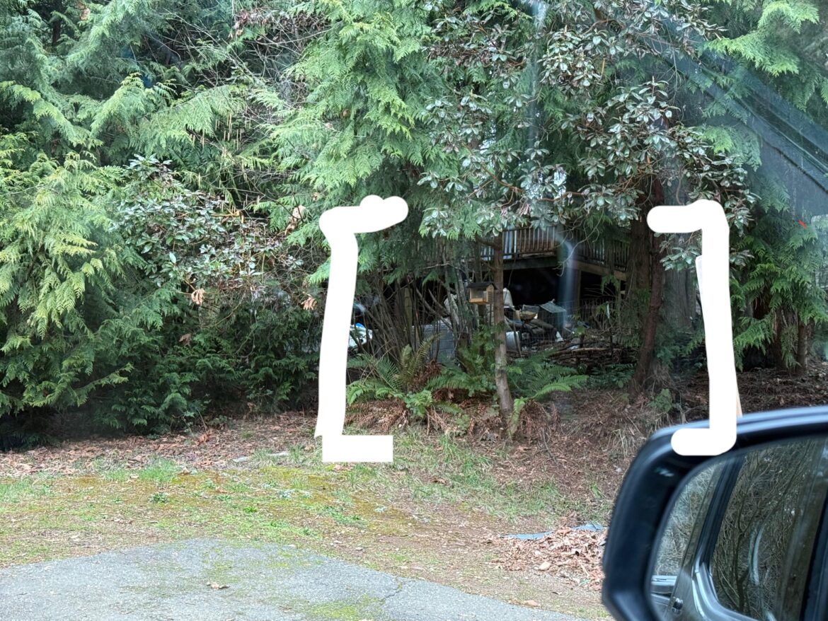 Best way to hide neighbor’s garbage pile? Best way to hide neighbor’s garbage pile?