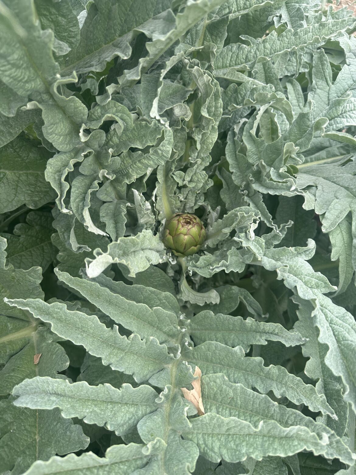 Artichokes Are Coming In!!