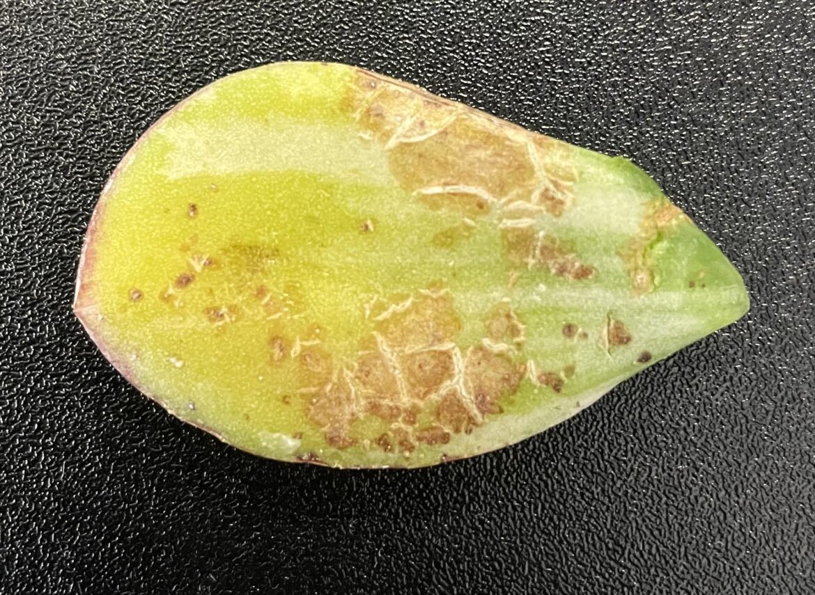What’s up with this one succulent leaf?
