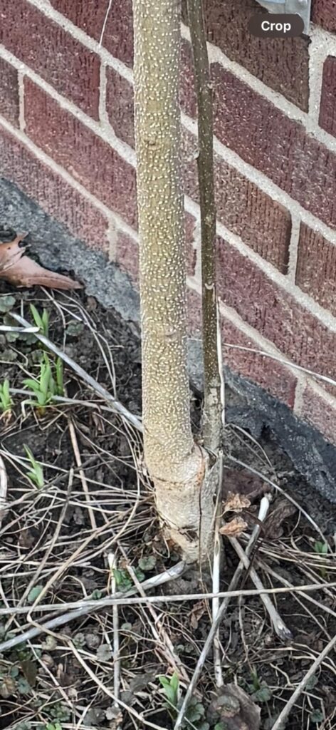 What is this? Does it need to be removed?