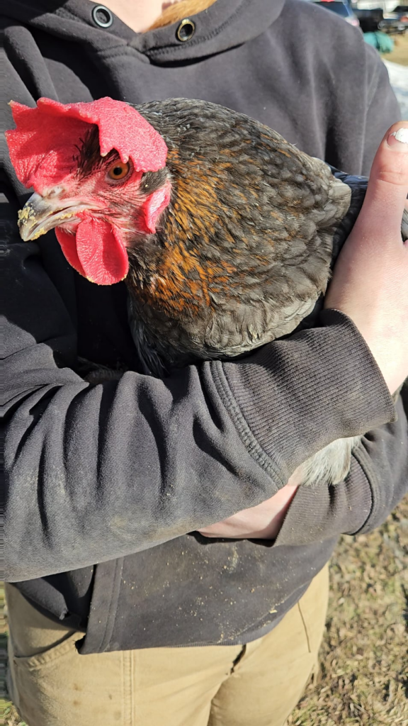 Chicken Chicken