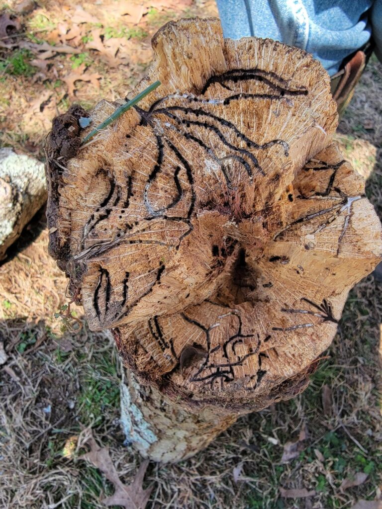 Black marks? Black marks?