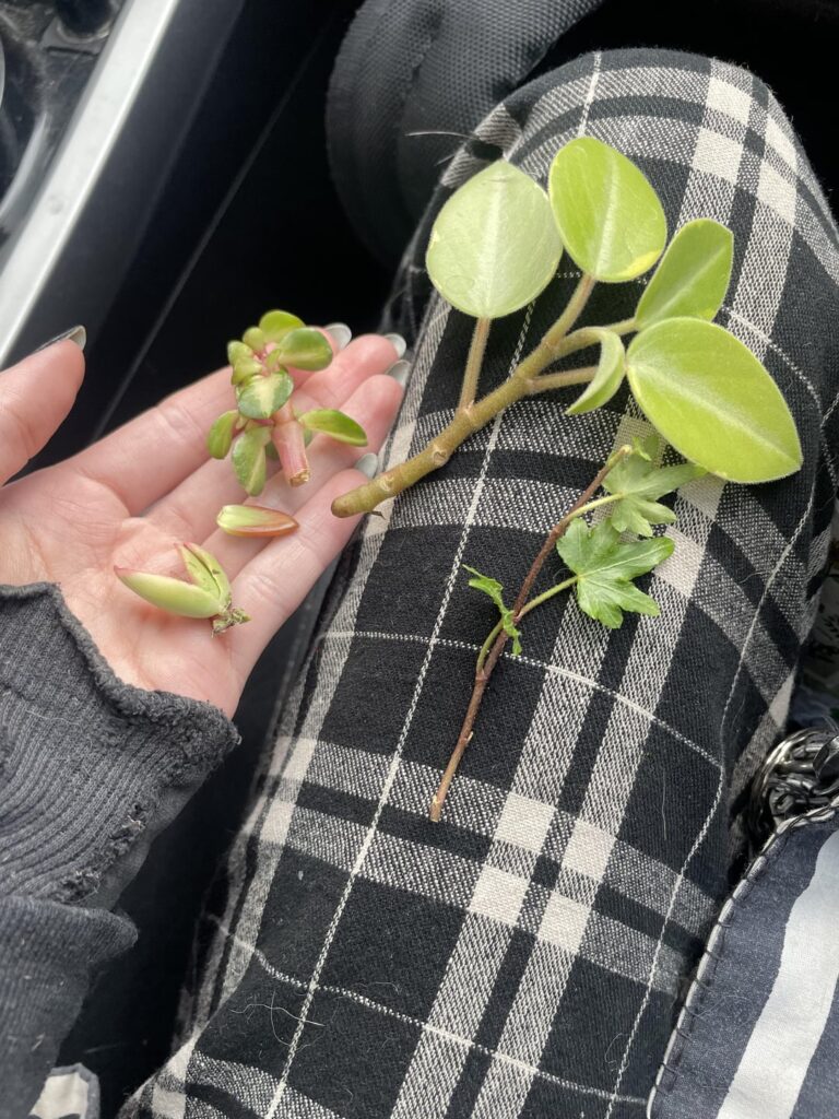 New floor finds! How should I propagate? New floor finds! How should I propagate?