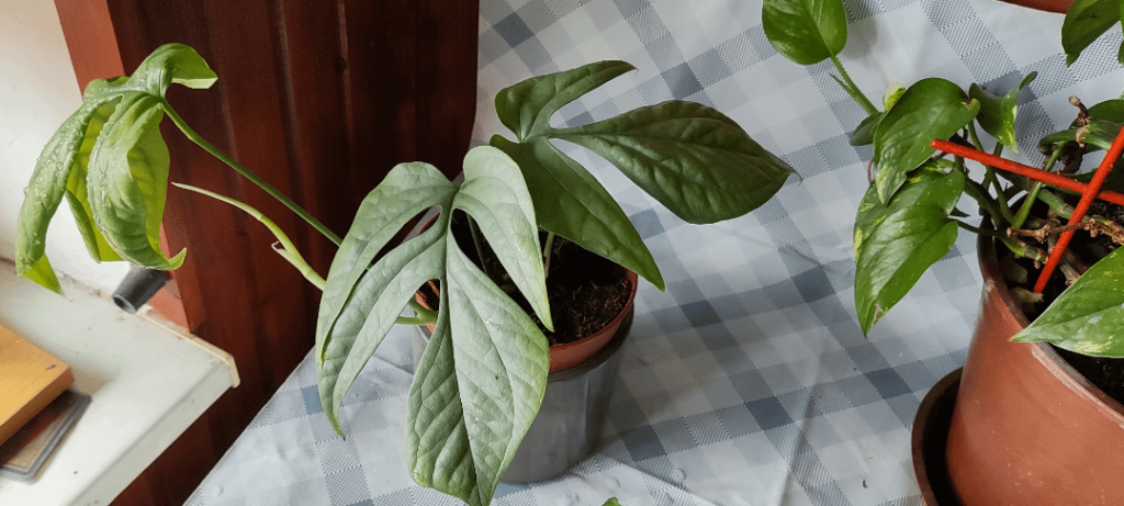 [Amydrium Medium Silver] Repotting advice needed: what soil mixture, how to prep moss pole, plant care before/during/after repotting