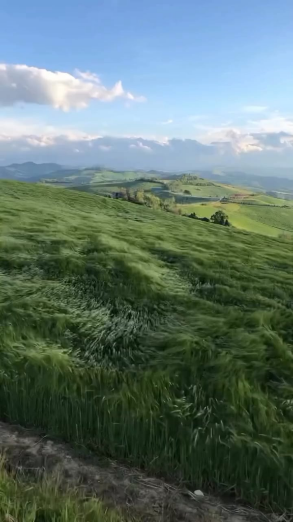 what type of grass is this? is it even possible to identify?