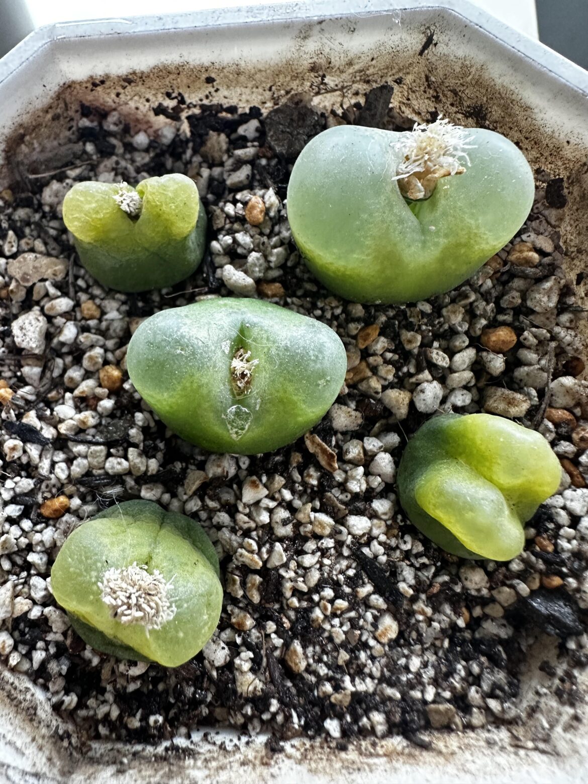 Help gettting conophytums to root Help gettting conophytums to root