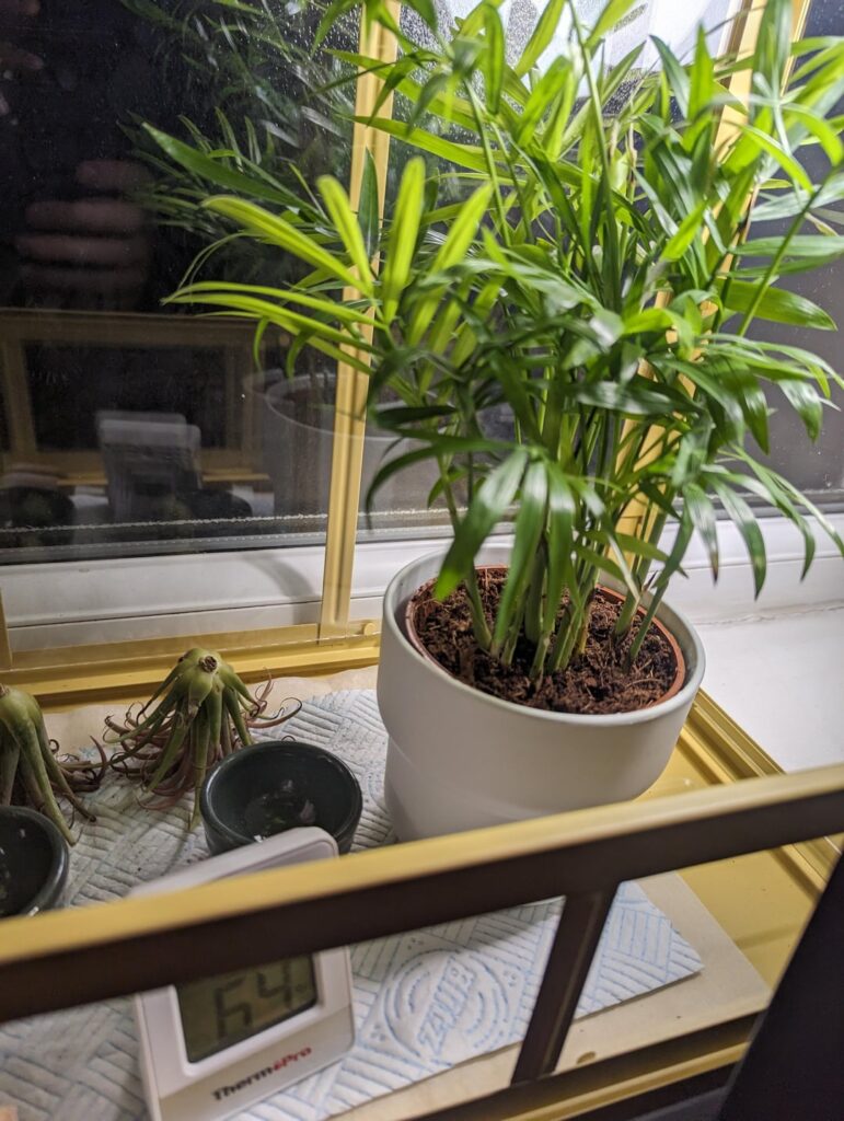 In an apartment with east and west facing, small windowsills. What can I nab? In an apartment with east and west facing, small windowsills. What can I nab?