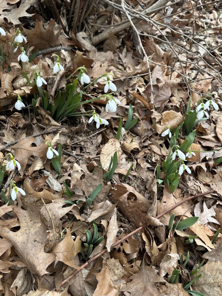 First flowers spotted of the season, Northeast
