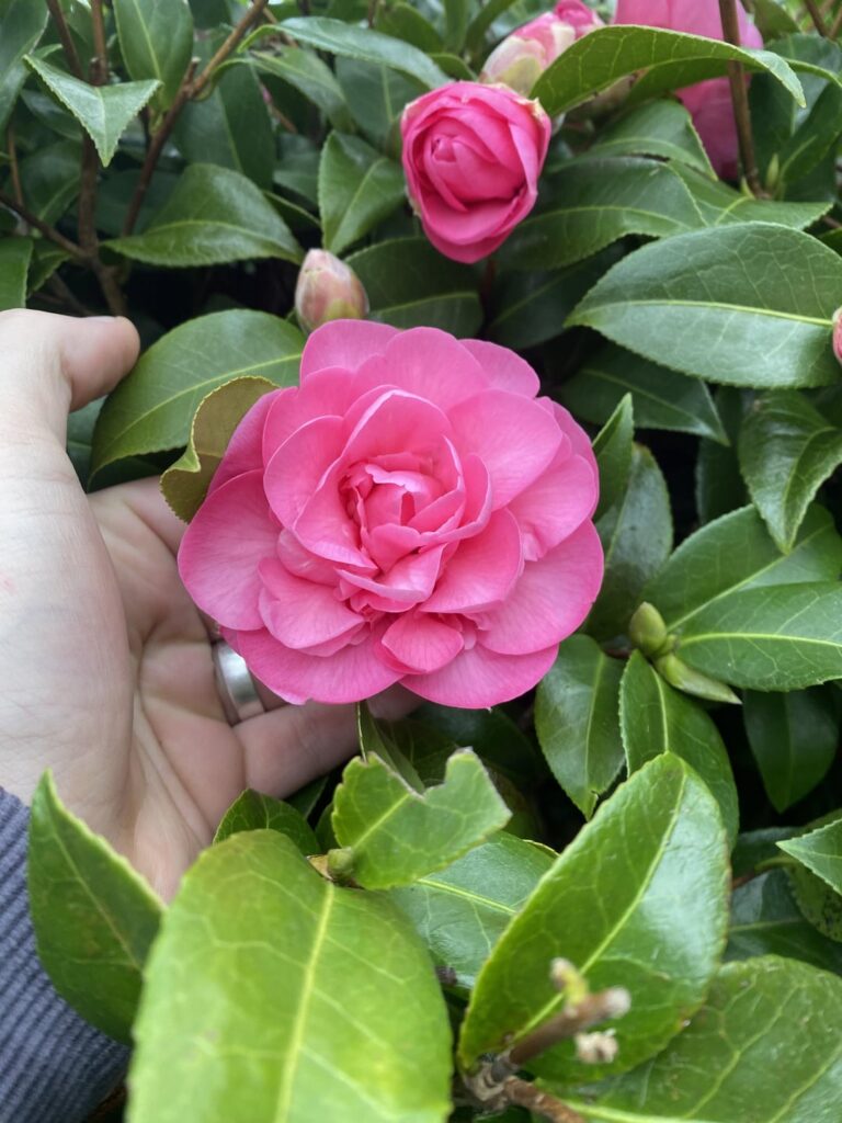 MIL moved house, want to know what this is please