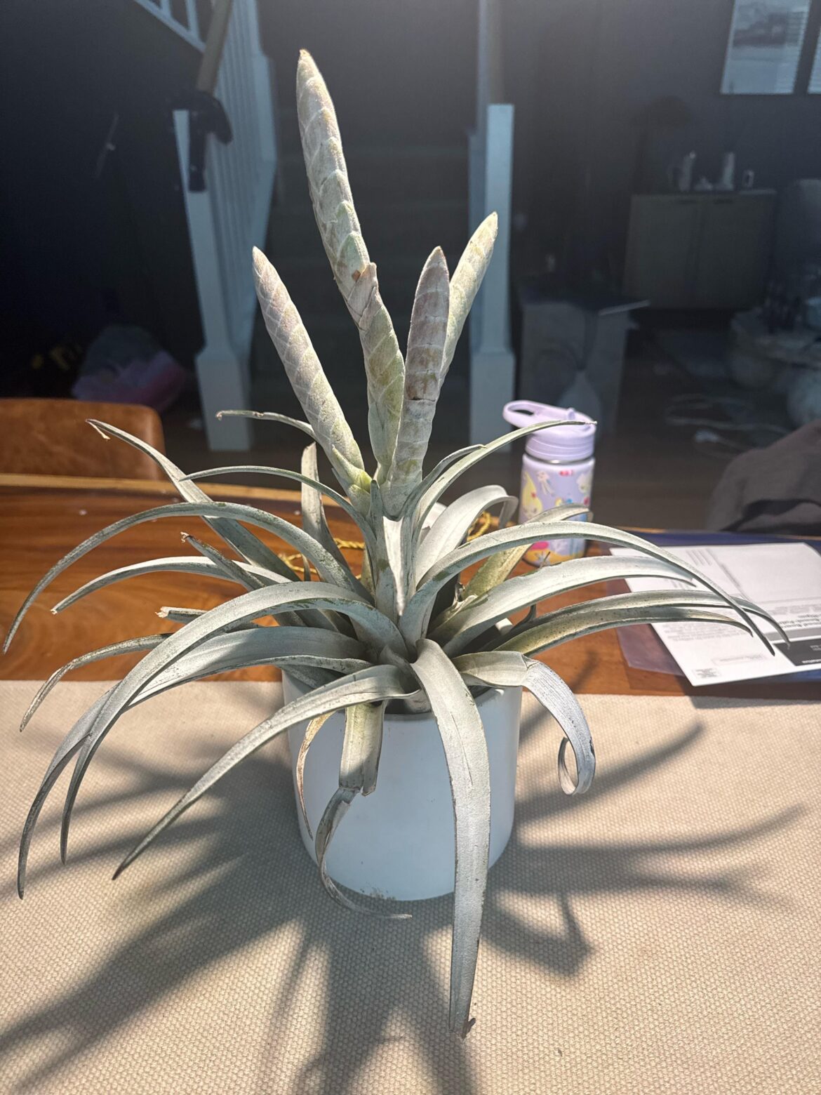 My fav airplant
