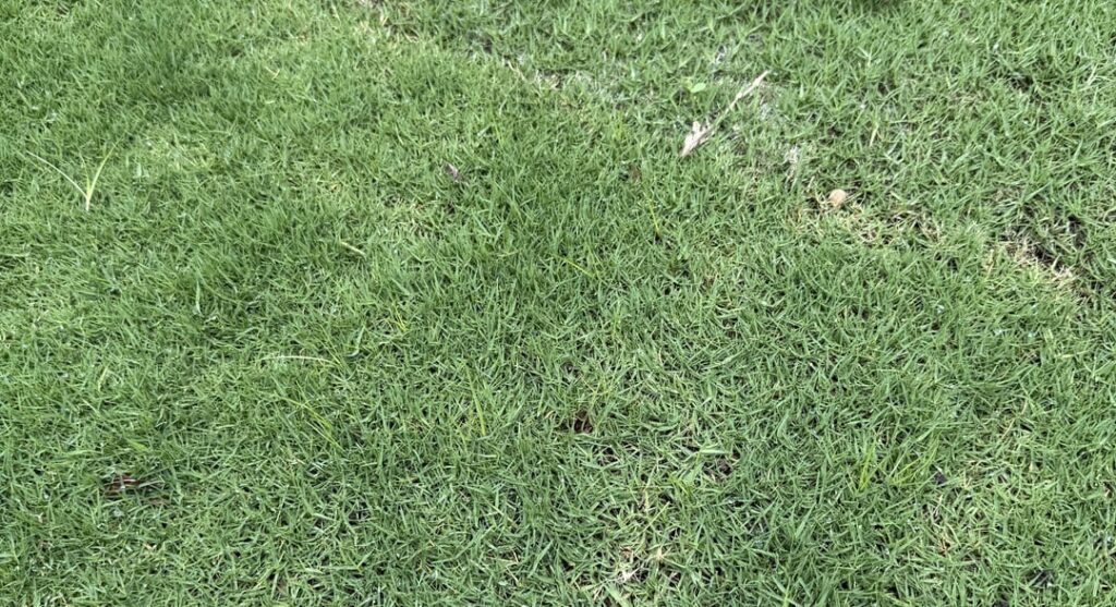 Are these grassy weeds or just my grass growing? Are these grassy weeds or just my grass growing?