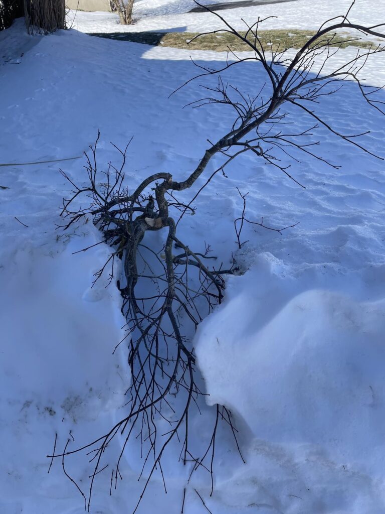 Can anything be done to save my poor Japanese Maple?