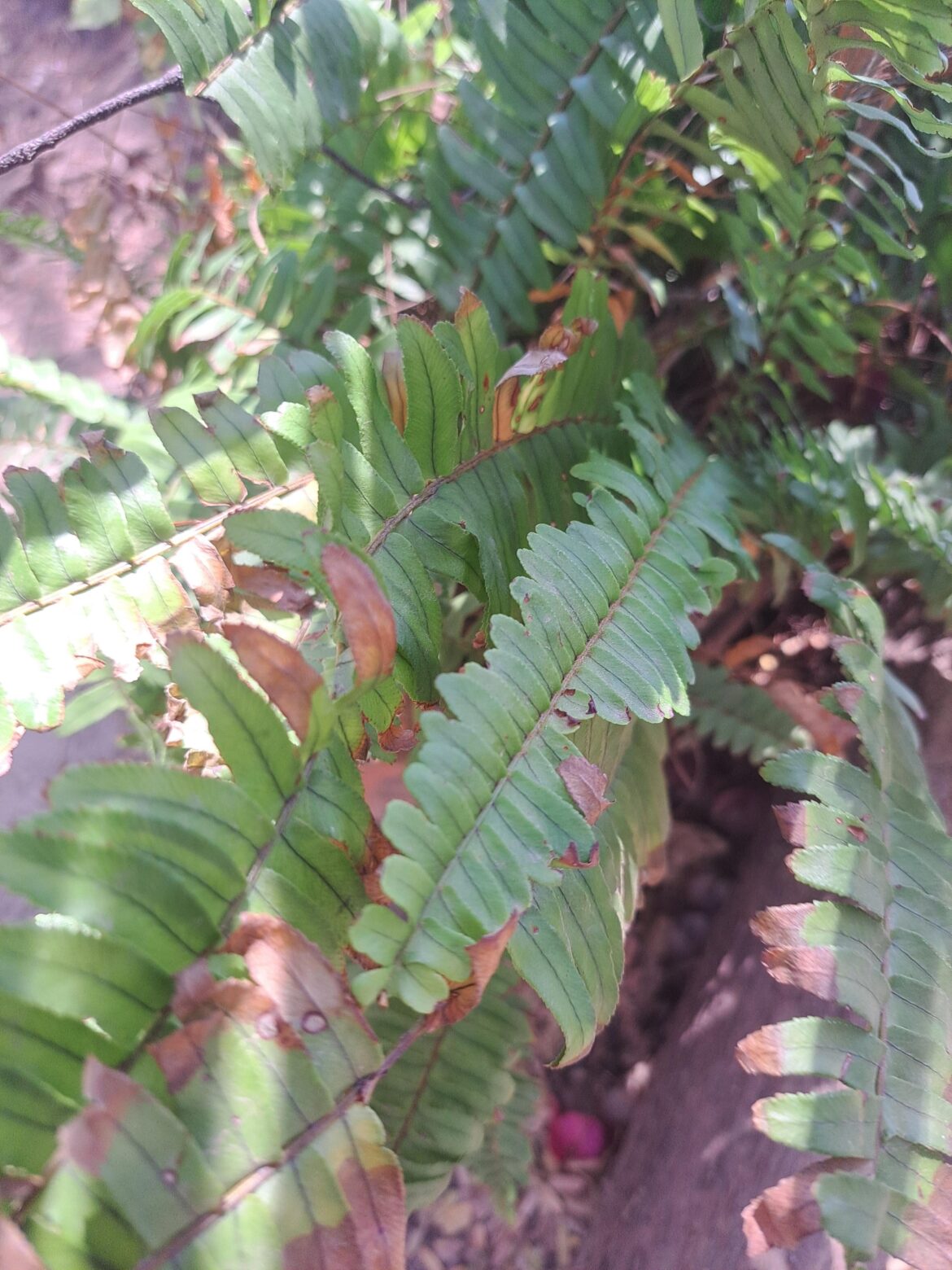 Half meter high S.E.A.