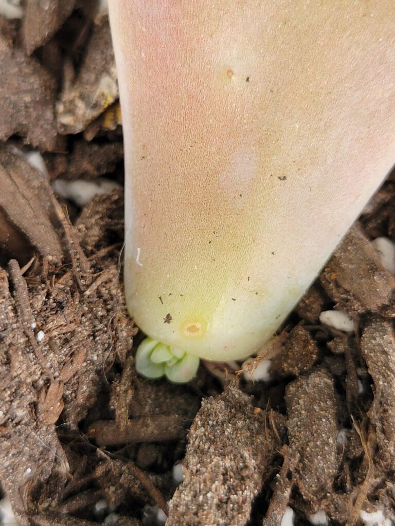 2 week update: We've got action!