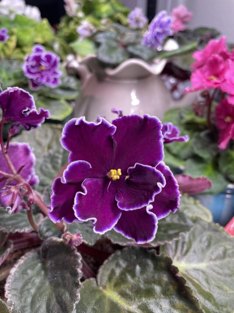 Forever one of my top blooms, Edge of Darkness