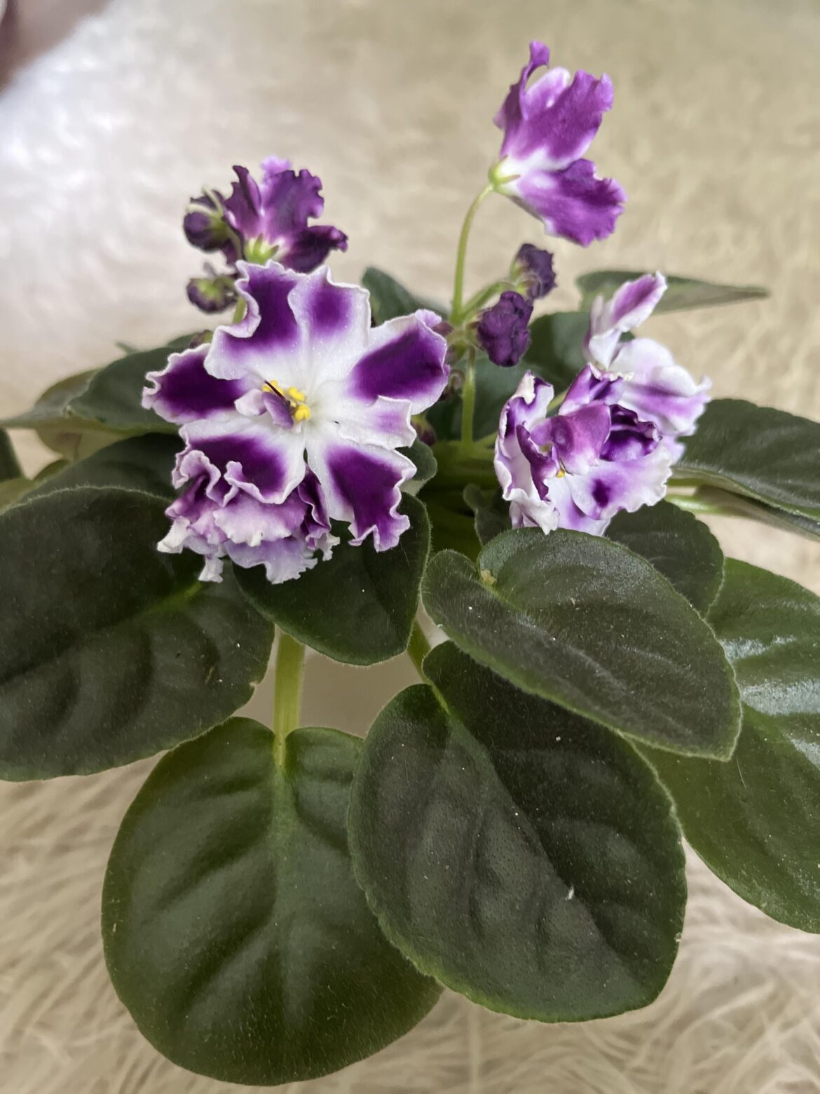 Blueberry dessert, showing off her spring colors