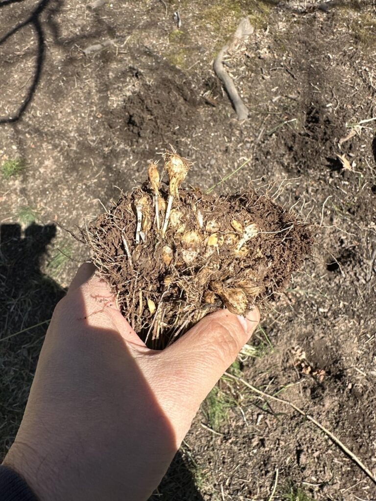 Onion grass everywhere!