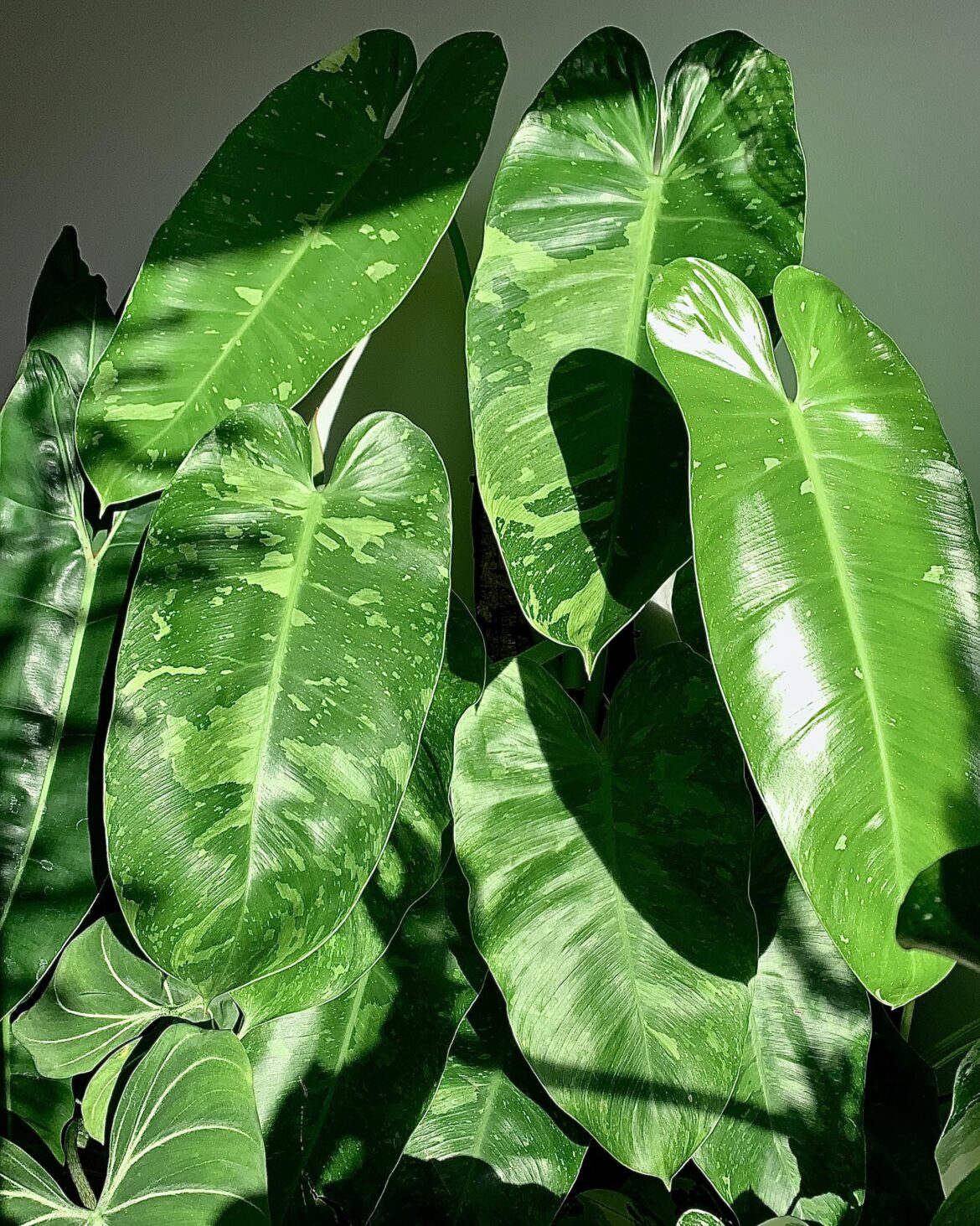 Philodendron Jose Bueno