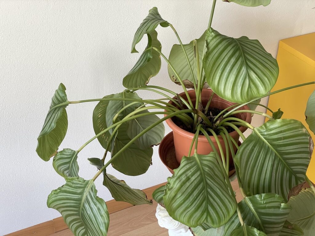 my Orbifolia has been drooping for a while my Orbifolia has been drooping for a while