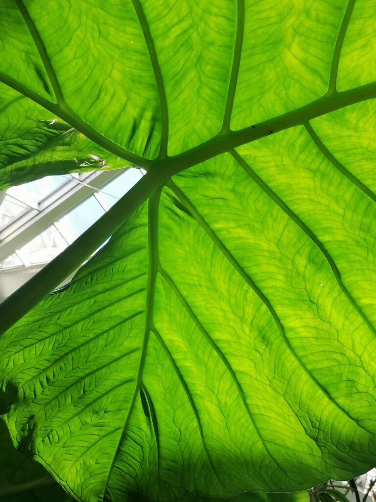 Xanthosoma robusta in botanical garden Palmengarten Frankfurt, Germany