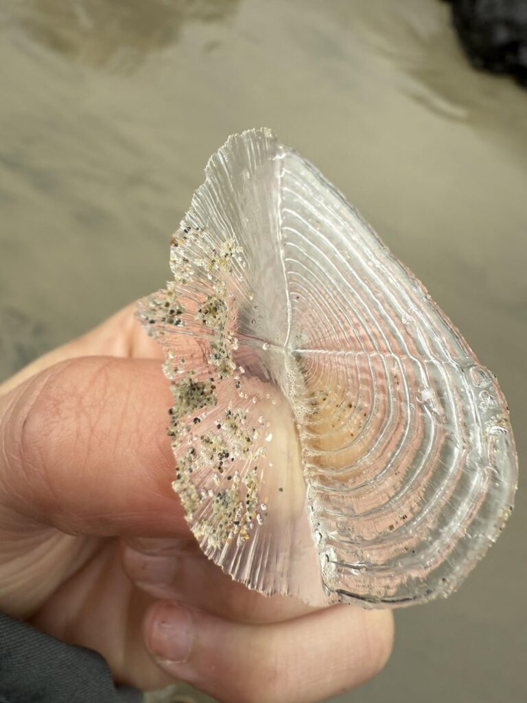 Plastic-feel, central Oregon Coast USA