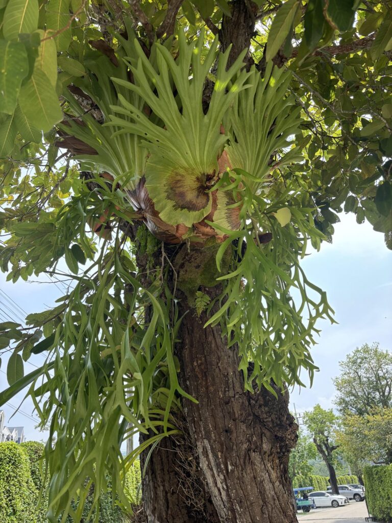 Is this part of this tree, or is it from another plant?
