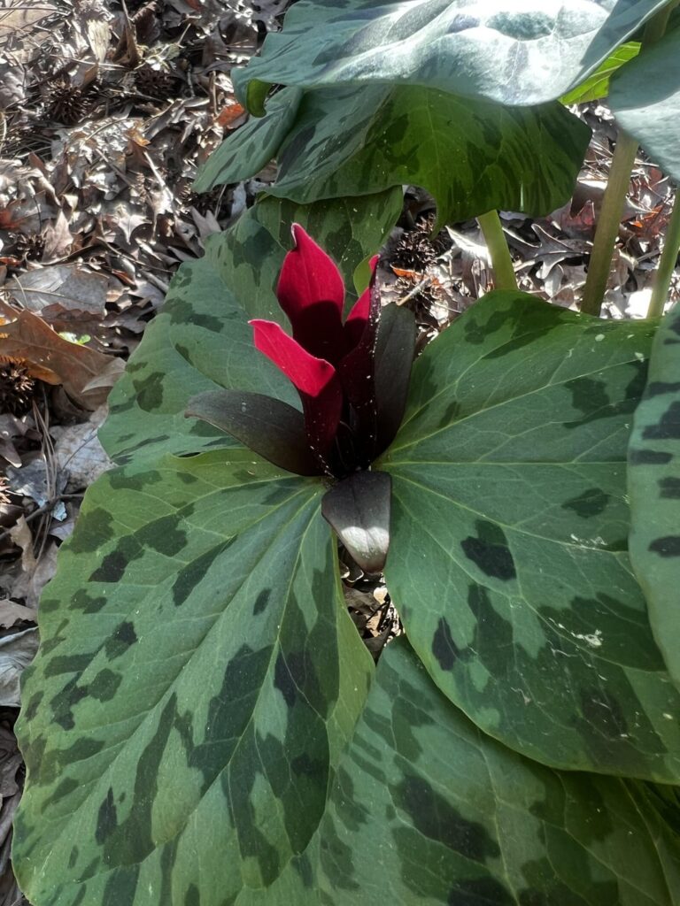I noticed these plants with nearly-camo patterned leaves and dark maroon flowers and thought they were pretty cool, what are they? I noticed these plants with nearly-camo patterned leaves and dark maroon flowers and thought they were pretty cool, what are they?