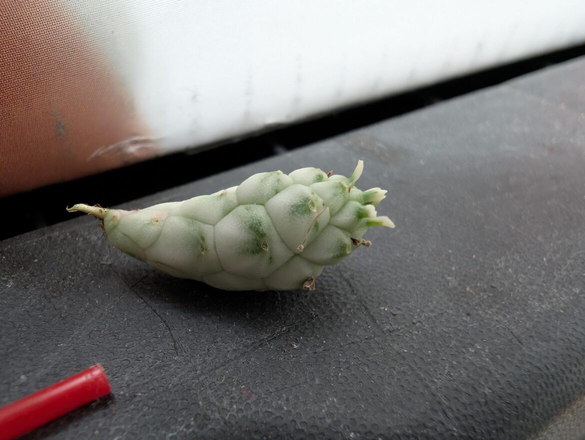 What is this and how to grow it?