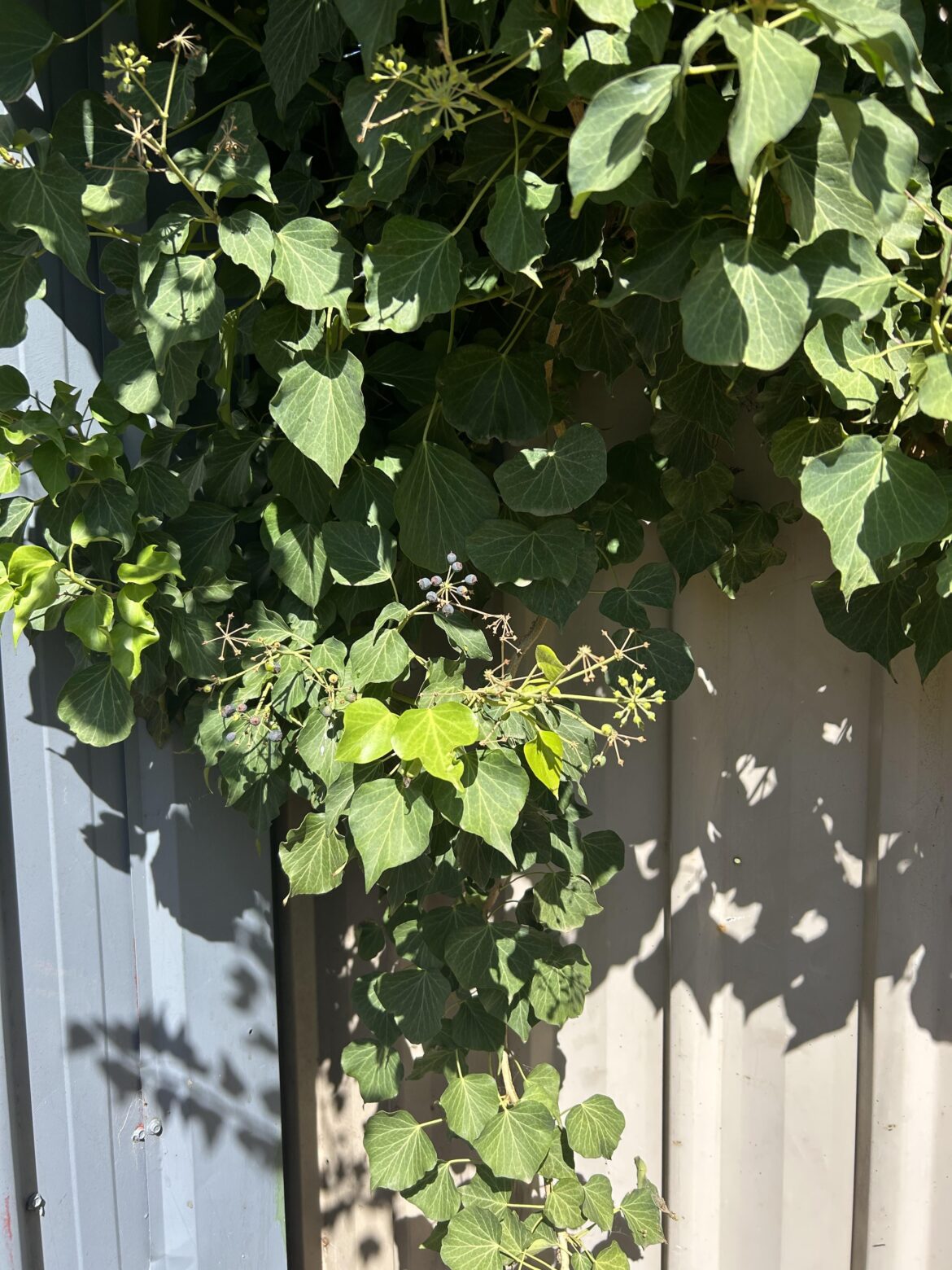 Large bush-like plant invading my yard from the neighbours