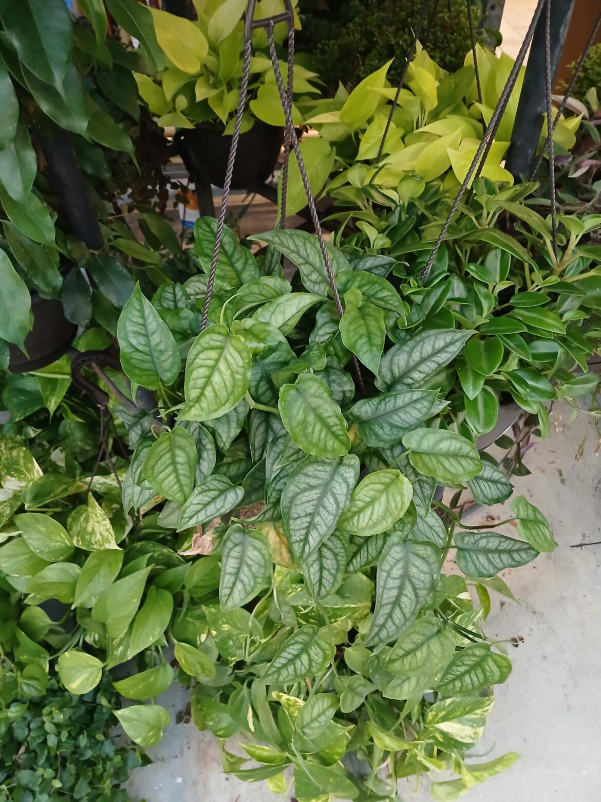 E. Pinnatum or Philodendron?