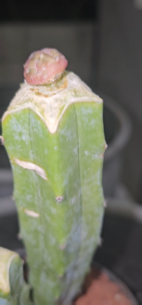 Will it survive?